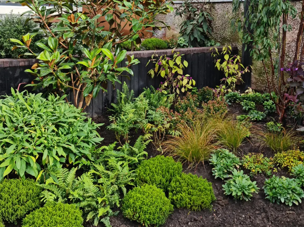Textural green planting with ferns, shrubs and black timber retaining wall in Allerton