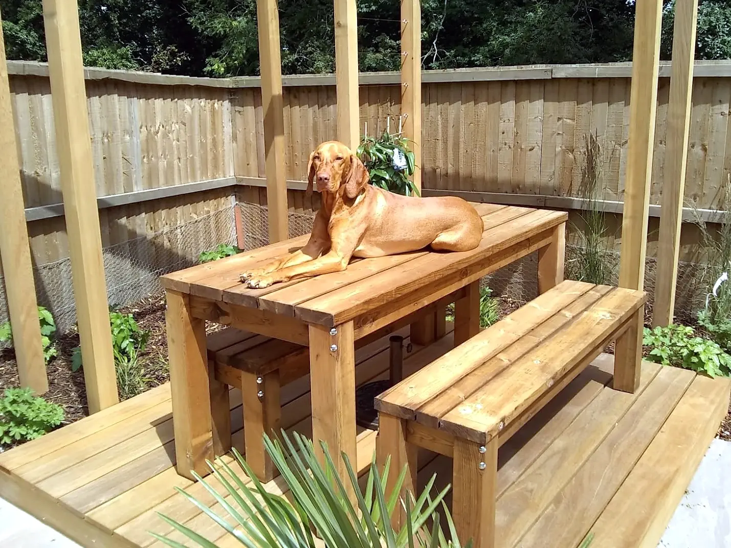 Dog resting on timber dining table under a decked pergola in Malpas courtyard garden