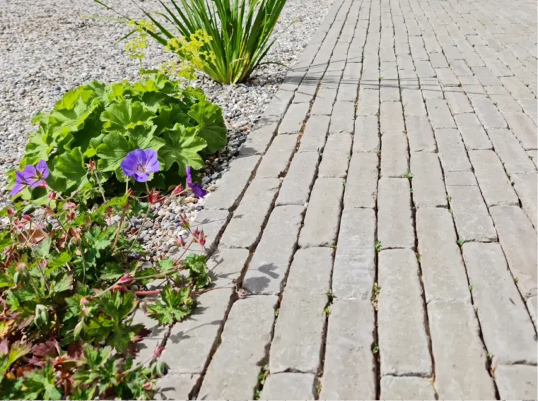 Clay paver path with gravel border and flowering plants in Altrincham front garden