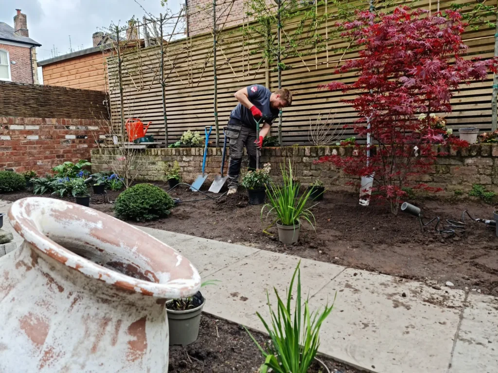 Landigo team planting trees and shrubs to finish Victorian garden remodel in Altrincham
