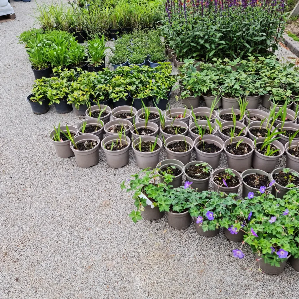 Potted waterside plants ready for planting in Wilmslow pool renovation