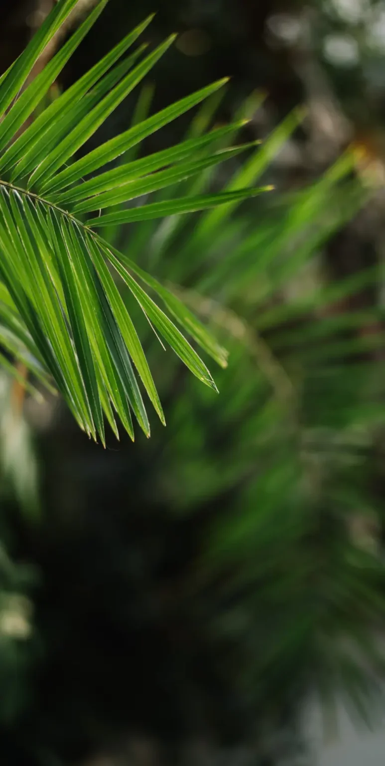 Close-up of a vibrant green palm leaf with a blurred background.